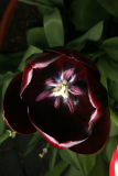 Tulipa 'Queen of Night'RCP4-2015 267.JPG